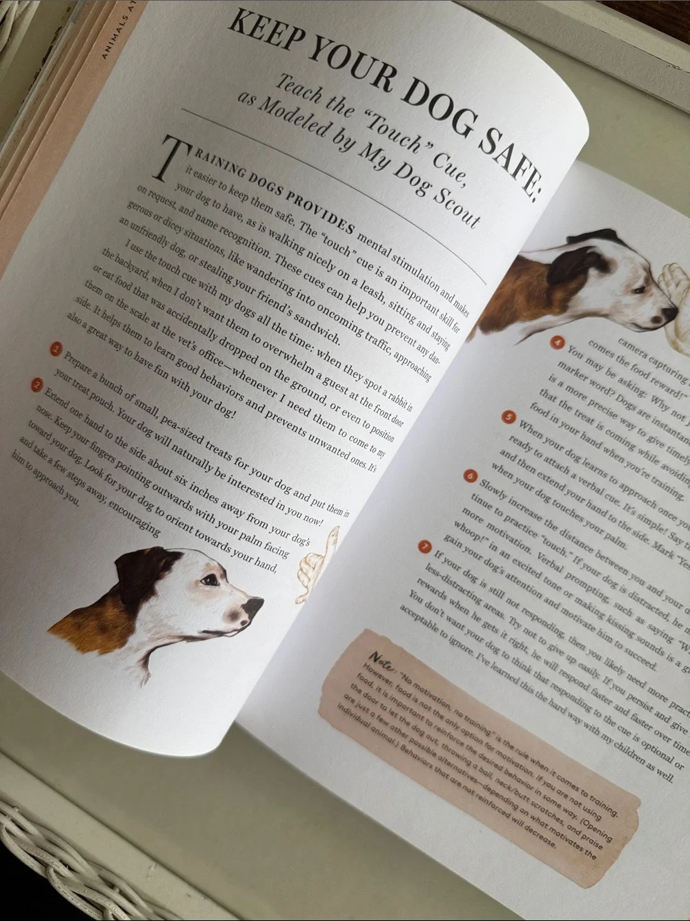 Autograph Book ‘Do Unto Animals’ by Tracey Stewart - Jon Stewart Wife